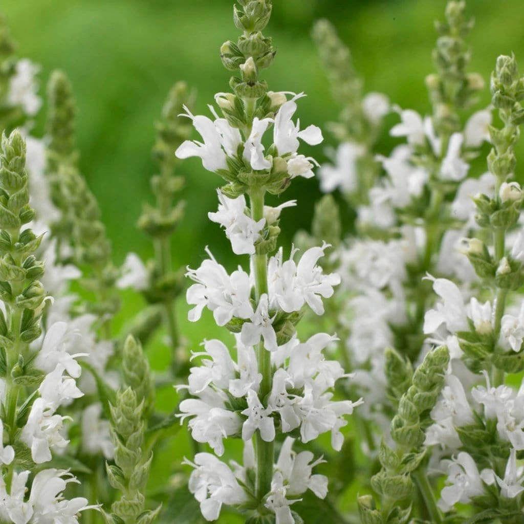 Salvia 'Lyrical White' 3 Salvia 'Lyrical White'