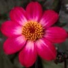 Dahlia 'Dahlegria Magenta Bicolour' -Green Plant Shop PB0386 1