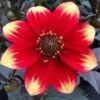 Dahlia 'Dahlegria Orange Yellow Tip' -Green Plant Shop PB0387 1