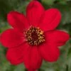 Dahlia 'Dahlegria Red' -Green Plant Shop PB0389 1