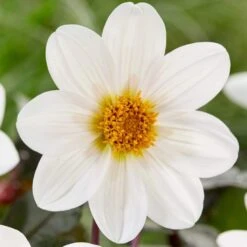 Dahlia 'Dahlegria White' -Green Plant Shop PB0391 3