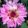 Dahlia 'Sincerity' -Green Plant Shop PB0392 1