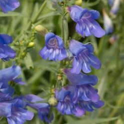 Penstemon 'Electric Blue'