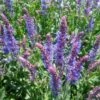 Salvia 'Blue Hill' -Green Plant Shop PB0413 1