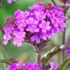 Verbena Rigida -Green Plant Shop PB0419 1