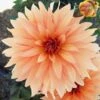 Dahlia 'Autumn Fairy' -Green Plant Shop PB0421 1