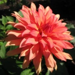 Dahlia 'Autumn Fairy' -Green Plant Shop PB0421 2