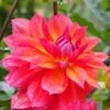 Dahlia 'Firepot' -Green Plant Shop PB0422 1