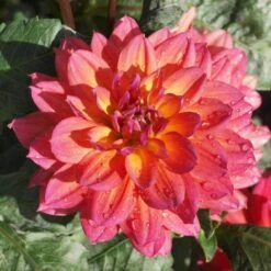 Dahlia 'Firepot' -Green Plant Shop PB0422 2
