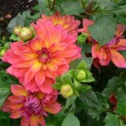 Dahlia 'Firepot' -Green Plant Shop PB0422 3