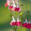 Salvia 'Hot Lips' -Green Plant Shop PB0432 1