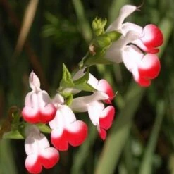 Salvia 'Hot Lips' -Green Plant Shop PB0432 3