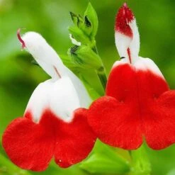 Salvia 'Hot Lips' -Green Plant Shop PB0432 4