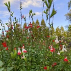 Salvia 'Hot Lips' -Green Plant Shop PB0432 5
