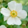 Anemone 'Elfin Swan' -Green Plant Shop PB0449 1