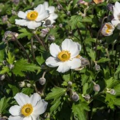 Anemone 'Elfin Swan' 8 Anemone 'Elfin Swan' -Green Plant Shop PB0449 3