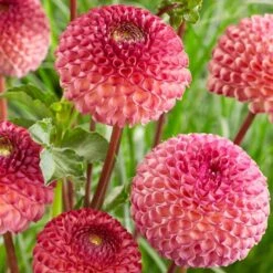 Dahlia 'Burlesca' -Green Plant Shop PB0487 2