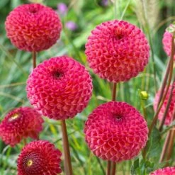 Dahlia 'Burlesca' -Green Plant Shop PB0487 3