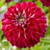 Dahlia 'Embassy' -Green Plant Shop PB0490 1