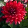 Dahlia 'Karma Amora' -Green Plant Shop PB0491 1