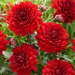 Dahlia 'Karma Amora' -Green Plant Shop PB0491 3