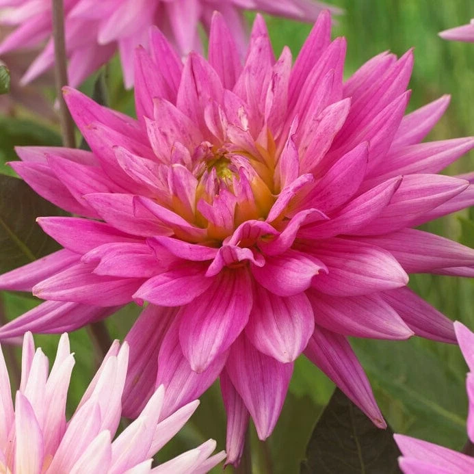 Dahlia 'Karma Pink Corona' 3 Dahlia 'Karma Pink Corona'