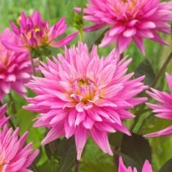Dahlia 'Karma Pink Corona' 7 Dahlia 'Karma Pink Corona' -Green Plant Shop PB0493 3