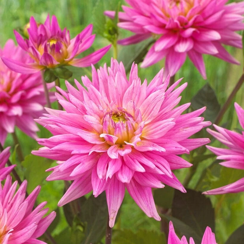 Dahlia 'Karma Pink Corona' 5 Dahlia 'Karma Pink Corona' - Image 3