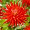 Dahlia 'Karma Red Corona' -Green Plant Shop PB0494 1
