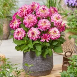 Dahlia 'Sincerity Rose Bicolour' -Green Plant Shop PB0498 2