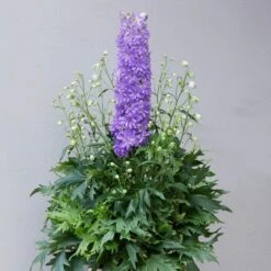 Delphinium 'Delgenius Breezin' -Green Plant Shop PB0506 2