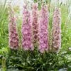 Delphinium 'Delgenius Juliette' -Green Plant Shop PB0508 1