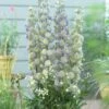 Delphinium 'Highlander Moonlight' -Green Plant Shop PB0513