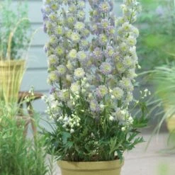 Delphinium 'Highlander Moonlight' -Green Plant Shop PB0513 2