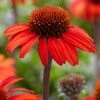 Echinacea 'SunSeekers Red' -Green Plant Shop PB0540 1 f6eea52b 67d0 408c 88c4 715a6080f038
