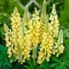 Lupin Legendary Yellow Shades -Green Plant Shop PB0606 1 5b73d137 b3dc 4d92 a36c a6d9a03ce672