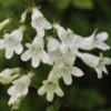 Penstemon 'Pensham Wedding Day' -Green Plant Shop PB0615 1