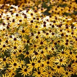 Rudbeckia 'Little Gold Star' -Green Plant Shop PB0630 5 cce8724b 55eb 4373 976b 6c7d434870a4