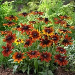 Rudbeckia 'Summerina Orange' -Green Plant Shop PB0631 3 5aef5f50 11a7 4c80 bcd1 3c4ed029bd20