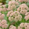 Sedum 'Autumn Joy' -Green Plant Shop PB0642 1 513ddb6a 6841 4694 a22e da77e329ea6a