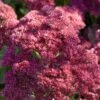 Sedum 'Rose Carpet' -Green Plant Shop PB0645 1