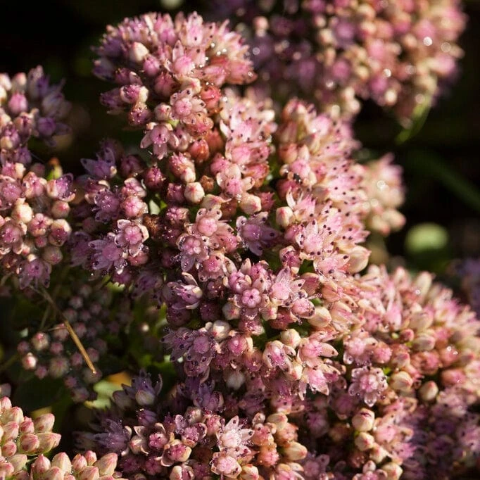 Sedum 'Sunsparkler Lime Zinger' 6 Sedum 'Sunsparkler Lime Zinger' - Image 4