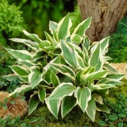 Hosta 'Patriot' 7 Hosta 'Patriot' -Green Plant Shop PB0673 3
