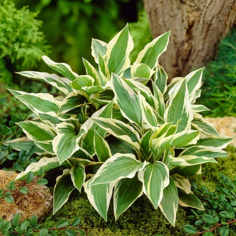 Hosta 'Patriot' 5 Hosta 'Patriot' - Image 3