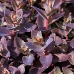 Sedum 'Chocolate Cherry' -Green Plant Shop PB0735 1