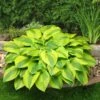 Hosta 'Velvet Moon' -Green Plant Shop PB0778 1