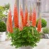Lupin West Country Terracotta -Green Plant Shop PB0811 1