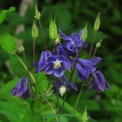 Aquilegia Barlow Blue -Green Plant Shop PB0831 1