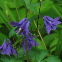 Aquilegia Barlow Blue -Green Plant Shop PB0831 2