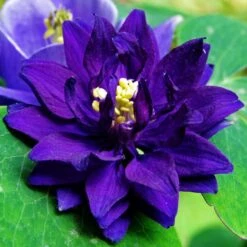 Aquilegia Barlow Blue -Green Plant Shop PB0831 3